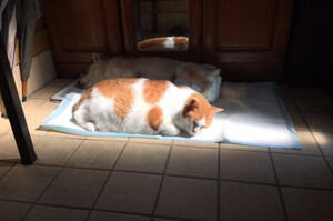 討厭太陽的橘貓主動趴在家裡唯一會照到陽光的地方，聽完牠背後故事後立刻爆哭一場！！！