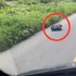 開車開一半發現馬路上有個塑膠袋在「蠕動」！！打開一看...簡直不敢相信自己的雙眼！(影片)