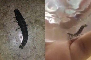 家裡捉到一隻怪蟲，PO網詢問這隻是甚麼...網友驚呼：「快將牠放生！！」(影片)