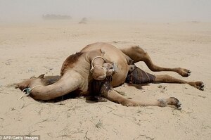 卡達和沙烏地阿拉伯斷交後牧民被驅逐，數萬隻駱駝被扣留在邊境或渴死在沙漠裡