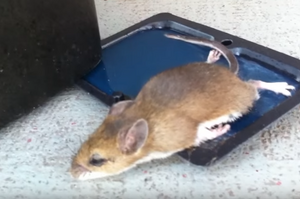 用黏鼠板捉到一隻老鼠，準備處理掉時網友突然心軟...將牠放生的下一秒立刻後悔不已！(影片)