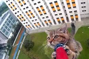 貓咪受困12樓窗台隨時都會掉下去，當救援人員伸出長竿…牠緊緊抓住的模樣真的太驚險了！！(影片)
