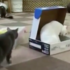 看見白貓坐在鞋盒，想不到黑貓下一秒....網友全笑噴啦！（附影片）