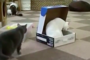 看見白貓坐在鞋盒，想不到黑貓下一秒....網友全笑噴啦！（附影片）
