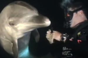 海豚「被釣魚線纏身」主動求救！潛水員的解救過程...網友看了心全暖爆！！（附影片）