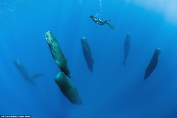 真的是深層睡眠 攝影師潛水拍到深海巨獸 直立熟睡 宛如科幻