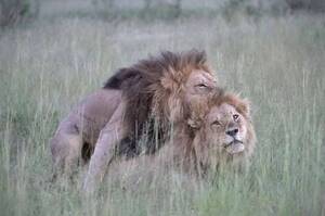 兩隻公獅整天膩在一起以為是「家人感情好」，後來發現做出害羞的動作...才知道牠們原來是「情侶」