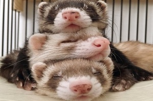 像疊疊樂一樣睡～日本「麻糬三兄弟」疊起來打瞌睡的模樣暖翻網友～