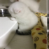 小貓咪等主人準備食物突然一動不動了！上前一看...差點被可愛到流鼻血 >////<