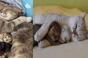 「雖然很累但是很值得」這些貓爸媽照顧小貓的照片...看完後一股暖流上心頭