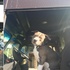 送貨路線上一隻比特犬主人去世無家可歸，快遞員做的決定讓人嘴角忍不住上揚