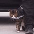 你知道為甚麼有警犬卻沒有「警貓」嗎？？一張圖讓大家秒懂原因XD