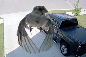 監視器竟然捕捉到鳥用「飄」的飄過去！到底是不是超能力呢？（附影片）