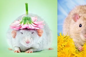 還以為老鼠就是骯髒醜陋的生物...這10張超可愛老鼠照會讓你完全改觀！