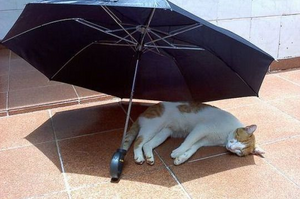 天氣太熱流浪貓沒地方躲太陽...好心人替牠「撐傘」，喵喵在傘下熟睡讓人看了心好暖！
