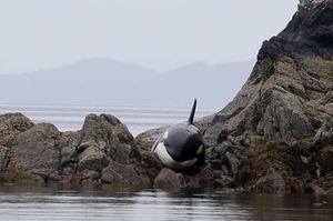 「拜託救救我...」看到救難人員出現，擱淺的無助小虎鯨開始低泣求救！