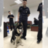 想當警犬？雪橇犬自動跳上警車卻被拒絕，理由讓人聽了完全笑翻XD