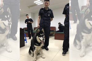 想當警犬？雪橇犬自動跳上警車卻被拒絕，理由讓人聽了完全笑翻XD