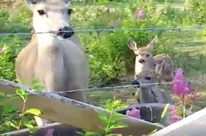 幾年前被拯救後回到野外的鹿，成為媽媽後還帶雙胞胎回娘家看乾爹乾媽！