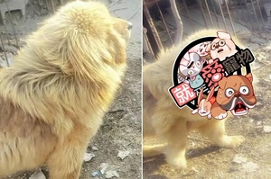 藏獒與黃金獵犬生下一隻小狗，長大後成「金毛獅王」讓人不敢直視！正面真的是太閃了！