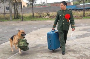 軍犬看著主人退伍時假裝鎮定幫忙拿行李，結果最後卻還是忍不住「拼了命的挽留他」(影片)