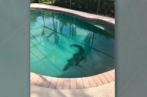 準備跳下泳池玩水時，突然看見水裡有奇怪的影子...看清楚後當場嚇到腿都軟了！！(影片)