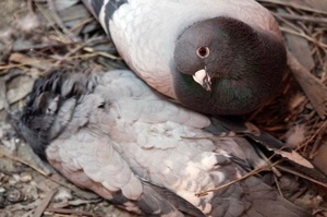 刻骨銘心的愛情：雌鴿從去世到完全風化，歷時超過七個月雄鴿始終不離不棄
