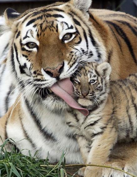 看看動物的父愛母愛 18張親子間的溫暖照片 看完後嘴角忍不住