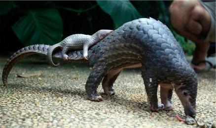 看看動物的父愛母愛 18張親子間的溫暖照片 看完後嘴角忍不住