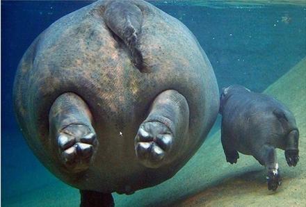 看看動物的父愛母愛 18張親子間的溫暖照片 看完後嘴角忍不住