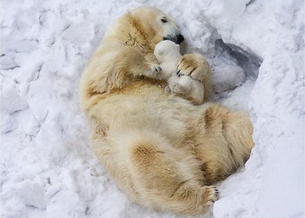 看看動物的父愛母愛 18張親子間的溫暖照片 看完後嘴角忍不住