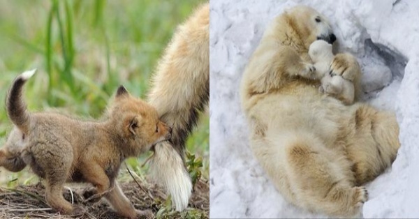 看看動物的父愛母愛 18張親子間的溫暖照片 看完後嘴角忍不住