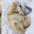 看看動物的父愛母愛！18張親子間的溫暖照片，看完後嘴角忍不住上揚！