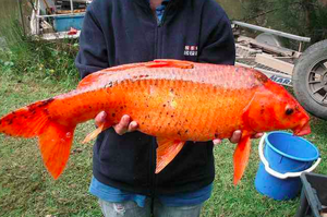 鯉魚成災！澳政府懸賞約2700萬台幣通緝一條魚！因為牠身上有這樣東西…