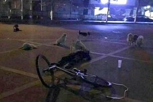 女主人突然倒地身亡，8隻流浪忠犬默默守護超過6小時直到醫療人員到來⋯⋯