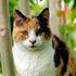 橘貓除了胖還更兇？研究發現貓咪的毛色跟性格及攻擊性有一定關聯！