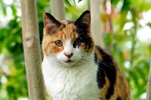 橘貓除了胖還更兇？研究發現貓咪的毛色跟性格及攻擊性有一定關聯！