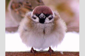 麻雀變得肥肥圓圓，原來是為了保住小命！牠們圓滾滾過冬的模樣太可愛啦！