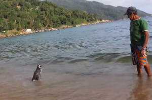 在海邊救了一隻奄奄一息的企鵝，沒想到一年之後...牠竟游了8千里來向報恩！！