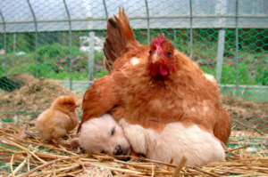 「母雞孵出汪汪啦！！」這些母雞分別都孵出不同動物，看的人全笑噴！