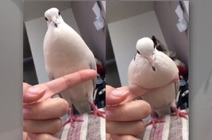 把手指伸出來借給鴿子靠，沒想到下一秒...手指就不見了XD(影片)