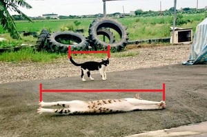 在路上看見一隻貓覺得牠身體好長，直到另一隻貓經過...才發現原來牠的身體根本長的不科學XD