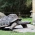 「牠的速度快到難以想像」動物園拍到巨龜大搖大擺的走出大門「逃獄」150公尺...第二次