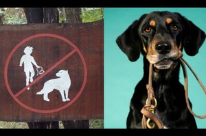 替狗狗繫上牽繩不是在限制自由而是在保護牠們，訓練師告訴你狗狗外出一定要繫牽繩的5個重要原因！