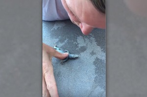 發現一隻溺水的蜥蜴，愛心網友立刻跳下水將牠撈上岸...不斷對牠實施CPR終於救回一命！！(影片)