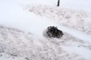 好心人冰天雪地中停下車救助路旁凍僵小貓，牠復原後的美麗模樣讓人震驚！