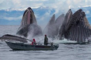 鯨魚從小船旁集體冒出海面的照片太壯觀！引發一場爆笑修圖大戰！