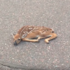 看到一隻「融化」在馬路上的小鹿，以為牠受了重傷...然而真相卻讓人震驚！