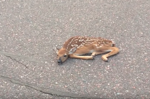 看到一隻「融化」在馬路上的小鹿，以為牠受了重傷...然而真相卻讓人震驚！