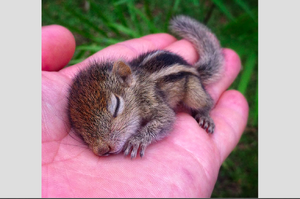 「撿到的小松鼠在我手上安心的睡著了～」9隻萌度破表的松鼠療癒你心一整天！